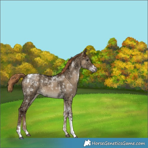 Horse Color:Gray Liver Red Dun Ice Sabino Tobiano 