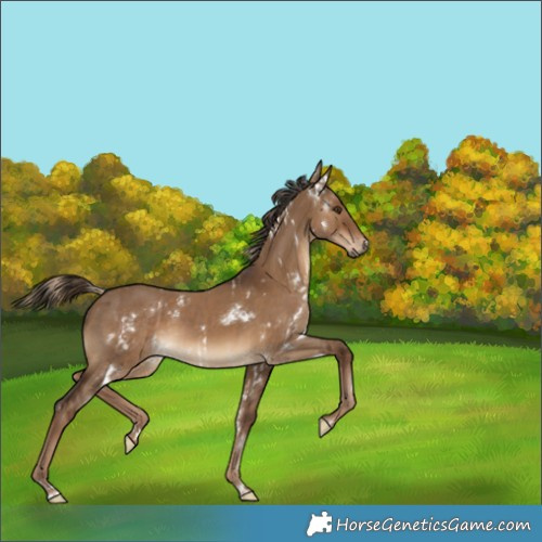 Horse Color:White Spotted Liver Red Dun  and Gray White Spotted Liver Red Dun 