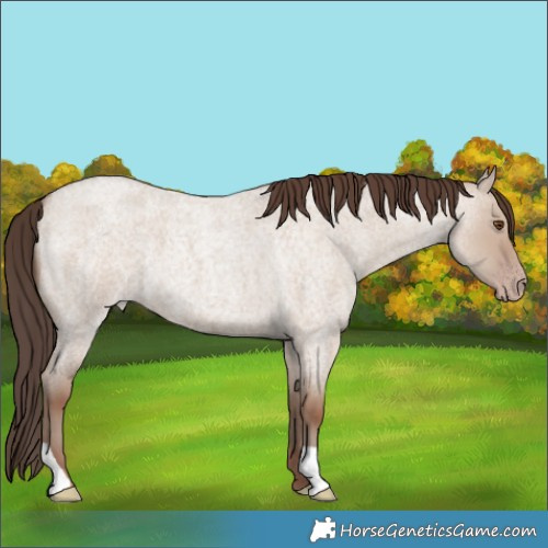 Horse Color:Classic Champagne Roan Dun 