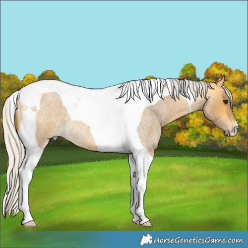 Horse Color:Silver Buckskin Roan Tobiano