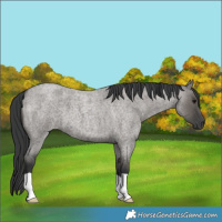 Horse Color:Grullo Roan
