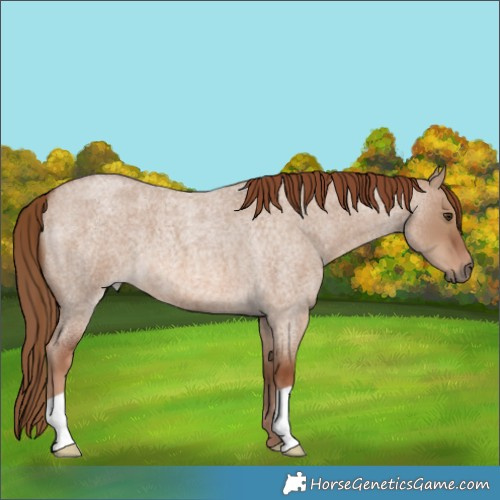Horse Color:Red Dun Roan