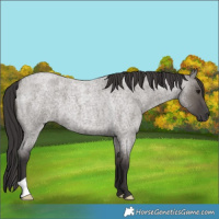 Horse Color:Smoky Grullo Roan 