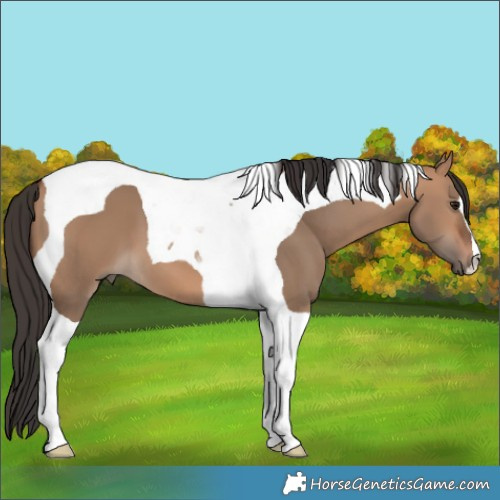 Horse Color:Bay Dun Tobiano 