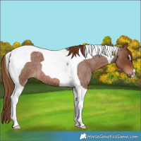 Horse Color:Red Roan Tobiano