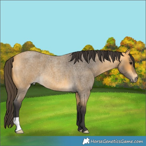Horse Color:Buckskin Roan 