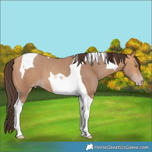 Horse Color:Amber Champagne Tobiano 
