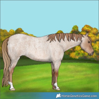 Horse Color:Red Dun Roan