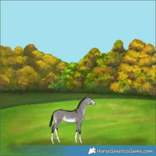 Horse Color:Gray Platinum Brown Dun Splash Appaloosa Rabicano 