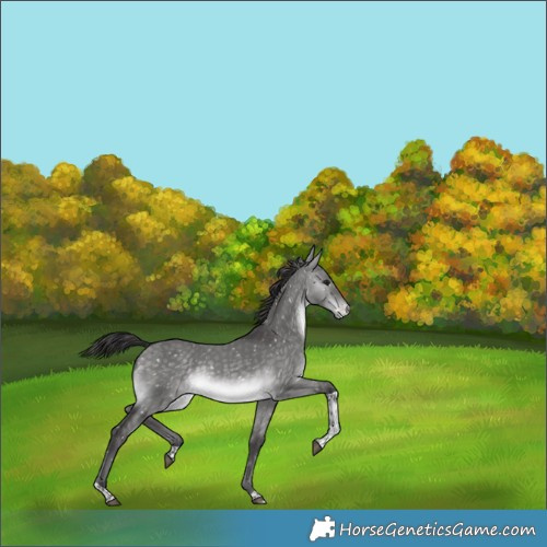 Horse Color:Platinum Buckskin Dun Tobiano Appaloosa Rabicano 