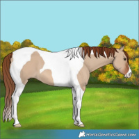 Horse Color:Red Dun Tobiano