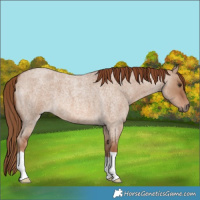 Horse Color:Red Dun Roan