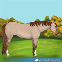 Horse Color:Red Dun
