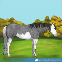 Horse Color:Blue Roan Splash 