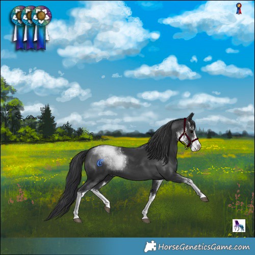 Horse Color:White Spotted Black 