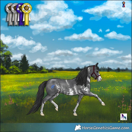 Horse Color:Black Mushroom Sabino Rabicano 
