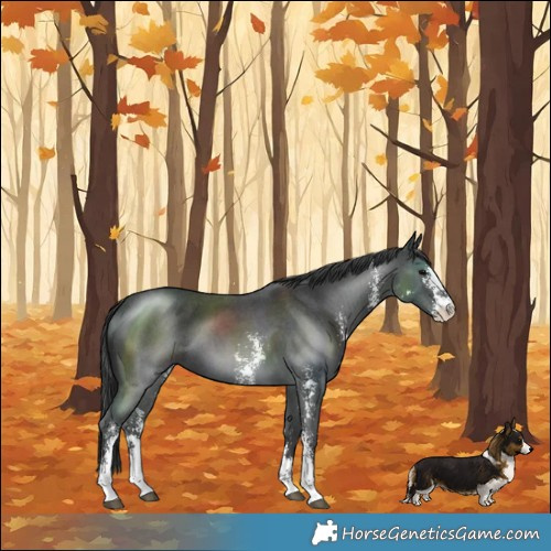 Horse Color:Black Sabino 