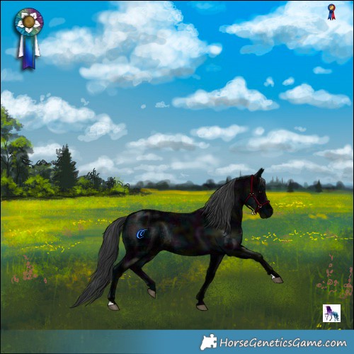 Horse Color:Midnight Black Ice Rabicano 