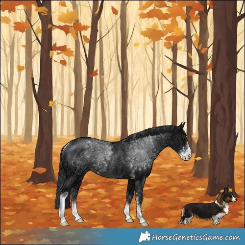 Horse Color:Black Ice Sabino Rabicano 