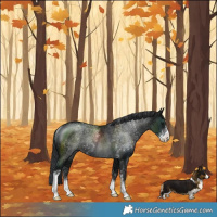 Horse Color:Black Ice Sabino Rabicano 