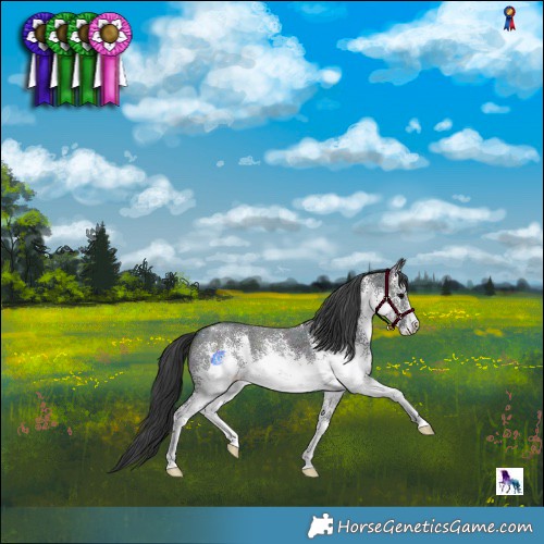 Horse Color:White Spotted Midnight Black Ice Sabino 