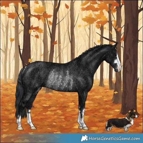 Horse Color:Black Ice Rabicano 