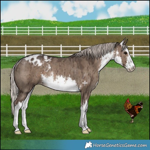 Horse Color:White Spotted Grullo Appaloosa Rabicano Brindle 