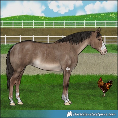 Horse Color:Liver Red Dun Appaloosa Rabicano Brindle 