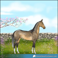 Horse Color:Buckskin Dun 
