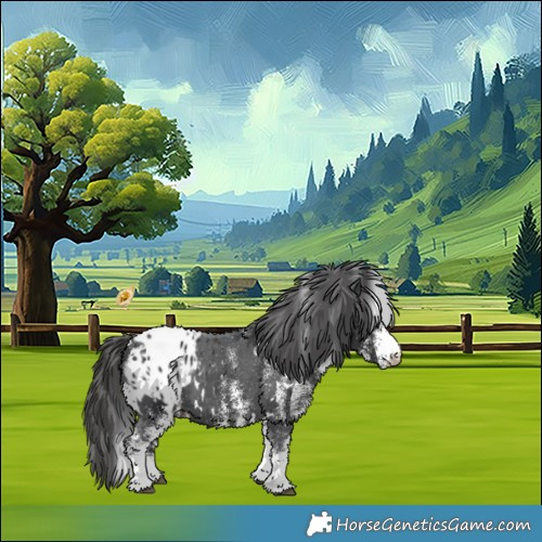 Horse Color:White Spotted Black Appaloosa