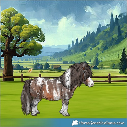 Horse Color:White Spotted Bay Appaloosa