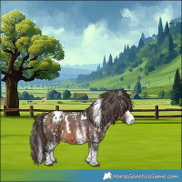 Horse Color:White Spotted Bay Appaloosa 