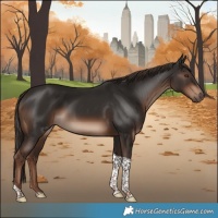 Horse Color:Liver Chestnut Tobiano Rabicano 