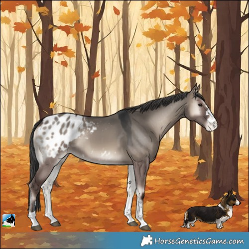 Horse Color:Grullo Onyx Blanket