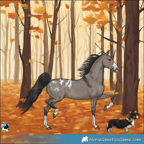 Horse Color:Grullo Appaloosa 