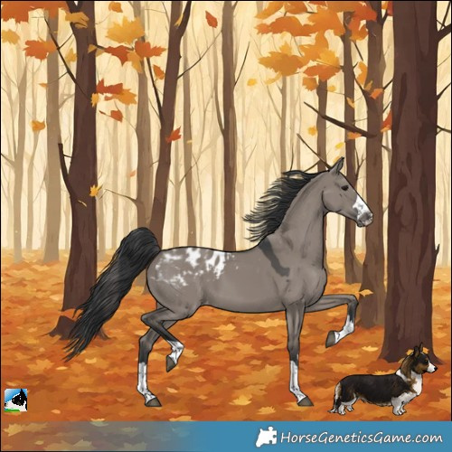 Horse Color:Grullo Appaloosa 