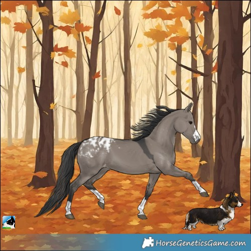 Horse Color:Grullo Blanket