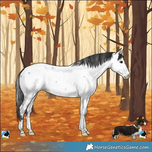 Horse Color:Grullo Roan Near Fewspot