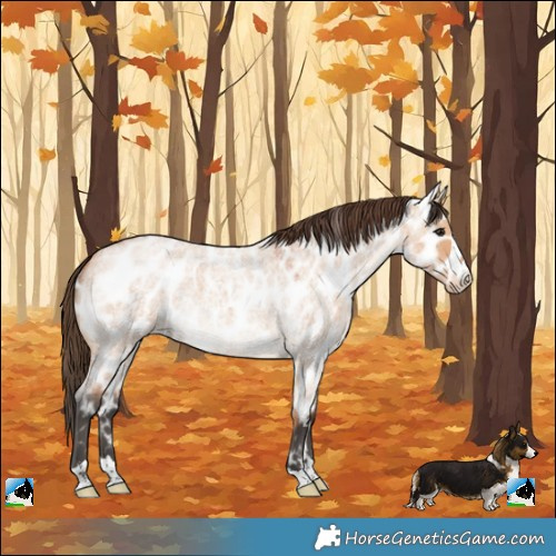 Horse Color:Bay Roan Dun Near Leopard