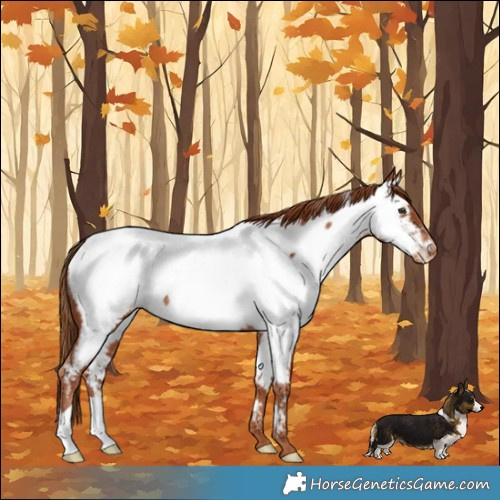Horse Color:Chestnut Near Fewspot Rabicano