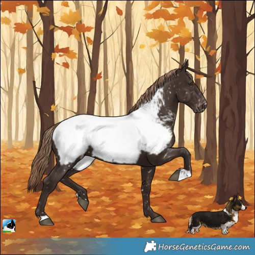 Horse Color:Liver Chestnut Appaloosa 