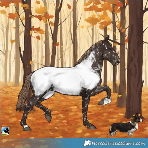 Horse Color:Liver Chestnut Near Fewspot 