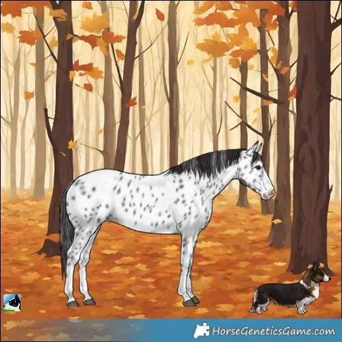 Horse Color:Smoky Black Sabino Near Leopard 