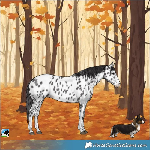 Horse Color:Smoky Black Sabino Appaloosa