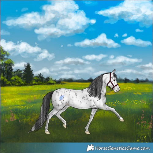 Horse Color:Black Sabino Appaloosa Rabicano