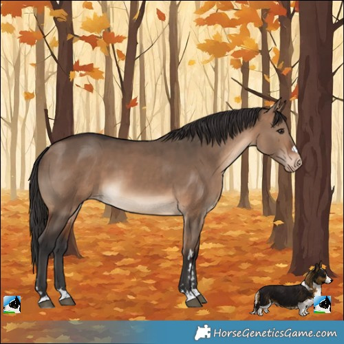 Horse Color:Brown Dun Varnish