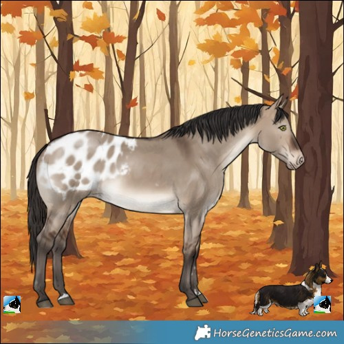 Horse Color:Brown Dun Blanket 