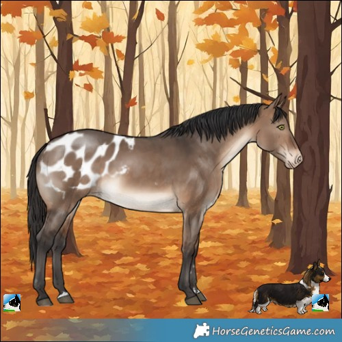 Horse Color:Brown Dun Appaloosa 