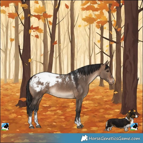 Horse Color:Powder White Brown Dun Appaloosa Rabicano 