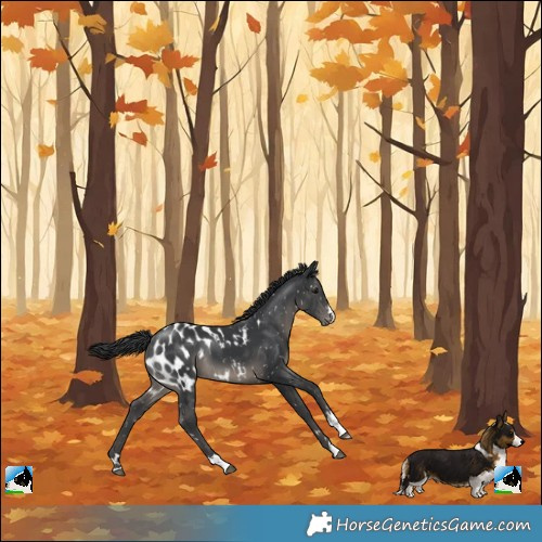 Horse Color:Black Appaloosa